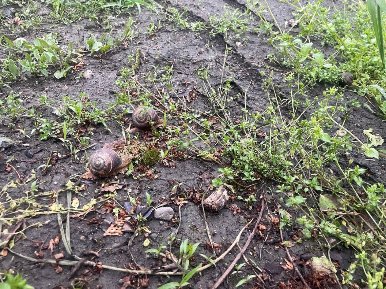 В ноябре 1 ст.л в воду - и слизни уйдут восвояси: спасение будущего урожая от вредителей фото автора