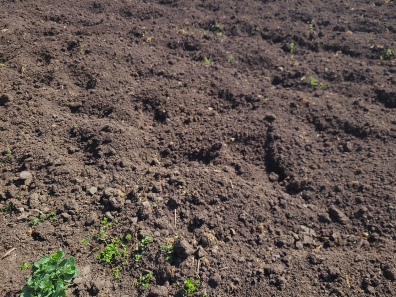 В ноябре раскидываю 20 г на квадратный метр - и весной почва мягче пуховой перины: урожая в 2 раза больше фото автора