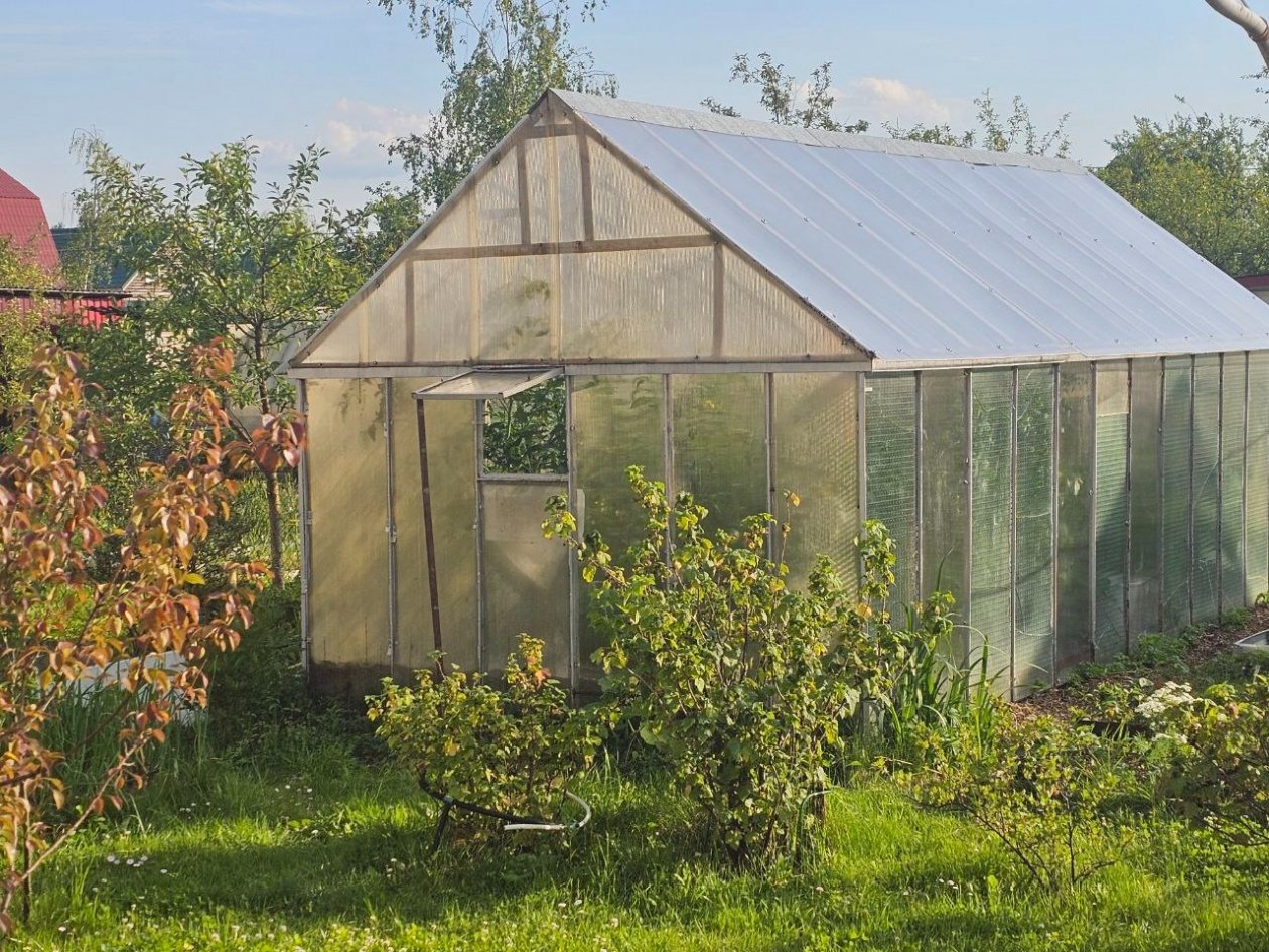 Сильнее и дешевле яда: тепличная белокрылка пропадет без вести - урожай под надежной защитой фото автора