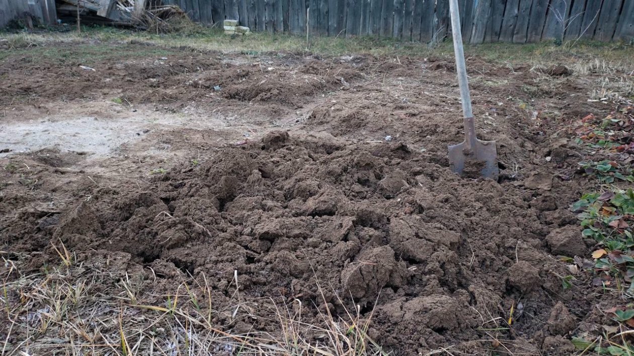 Добавляю 2 ложки — и почва в огороде как пух, урожай больше в 2 раза: копеечное средство Автора