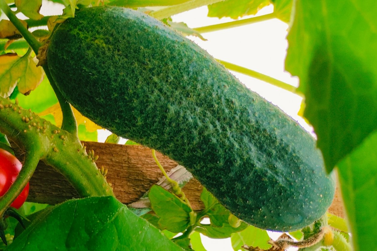 Забыла о шпалерах для огурцов - и они растут ковром по всей грядке: плодов так много, что собираю ведрами Автора