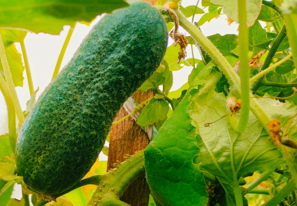 Тематическое фото ИА SochiMedia