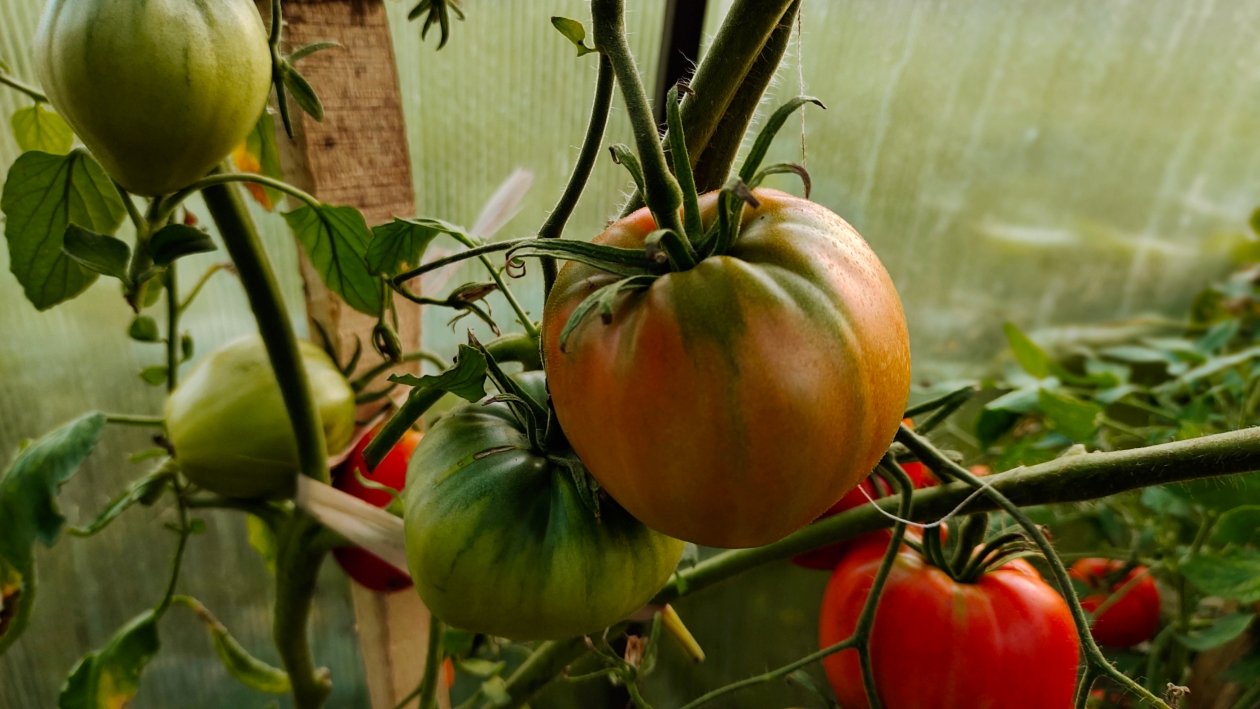 Тематическое фото Автора