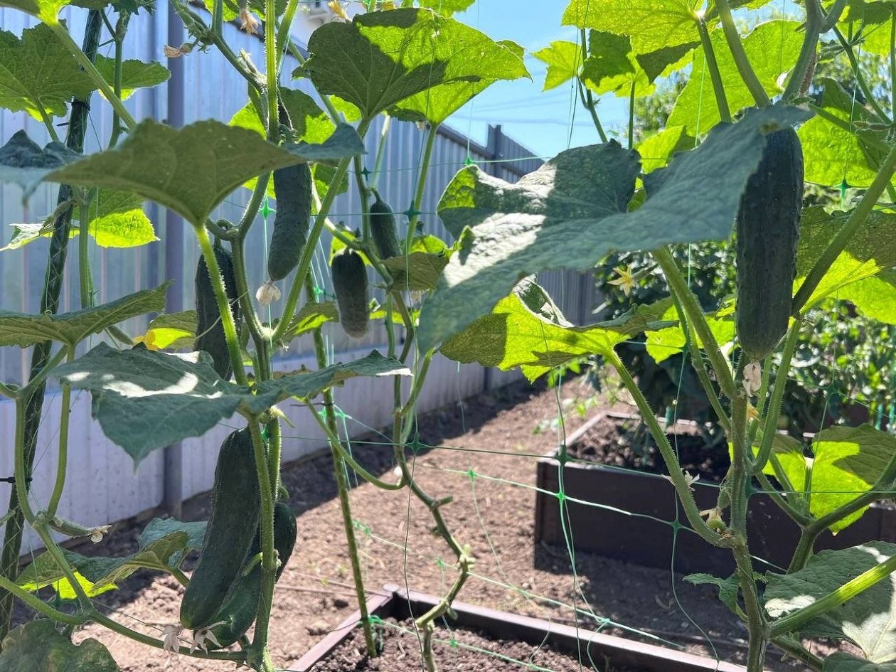 Тематическое фото ИА SochiMedia