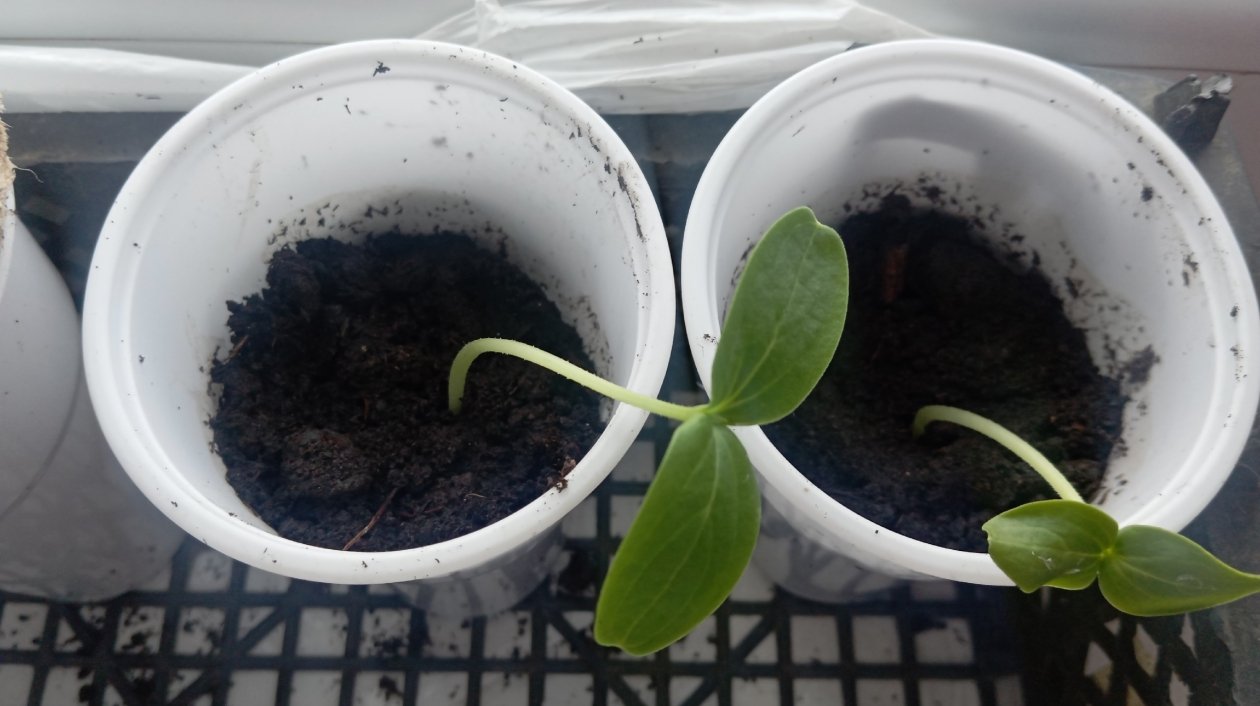 Тематическое фото ИА SochiMedia