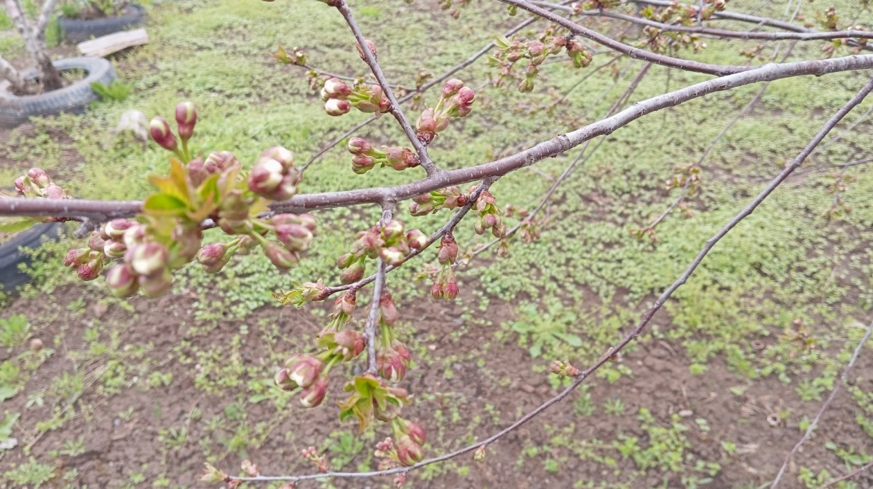 Тематическое фото ИА SochiMedia