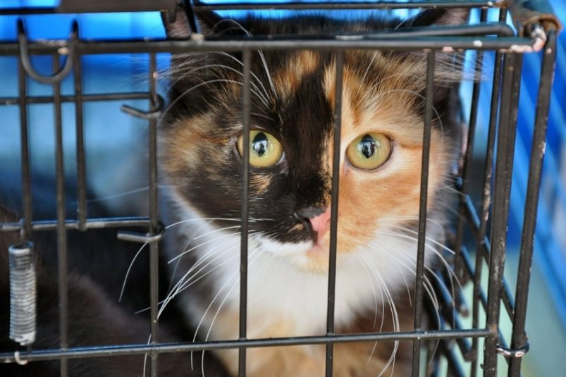 Питомцы из аэропорта Сочи улетели в 20 стран мира вместе с хозяевами - SochiMedia, 06.11.2025