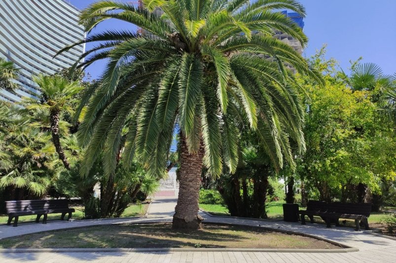 Более 2,6 тысяч субтропических растений подготовят к зиме в Сочи - SochiMedia, 06.11.2025