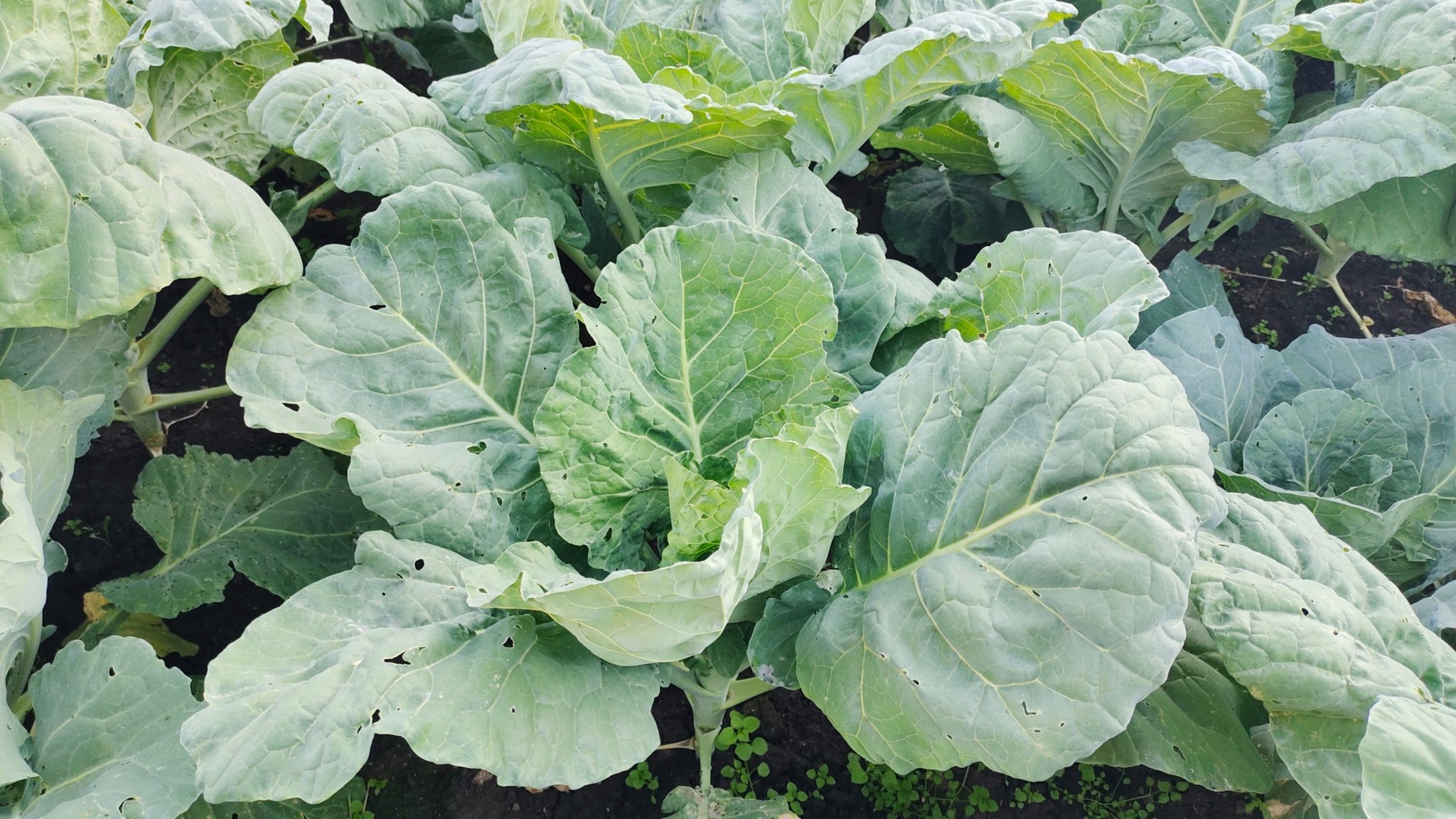 Тематическое фото Автора