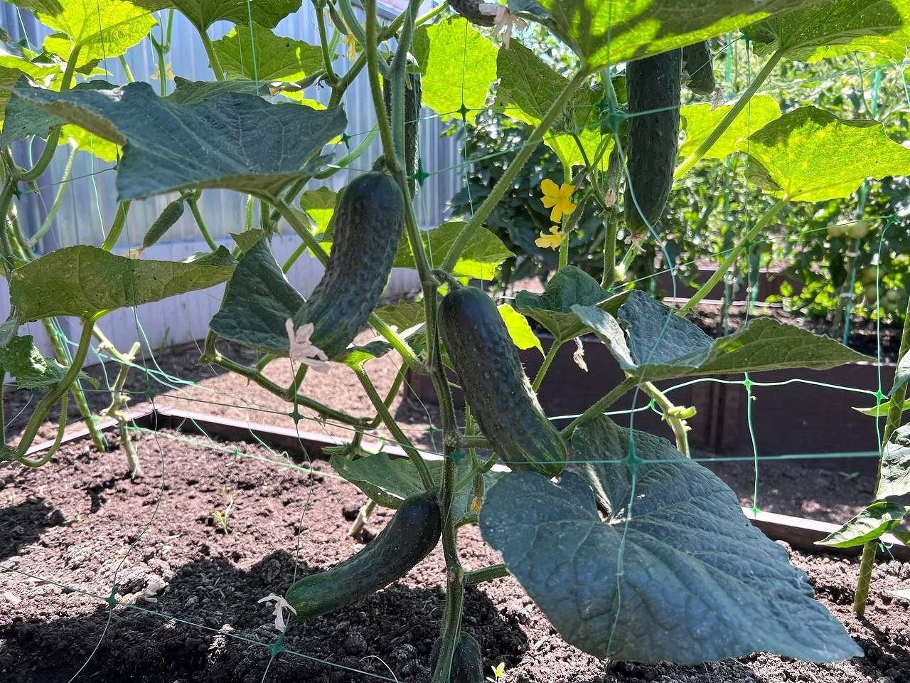 Тематическое фото ИА SochiMedia