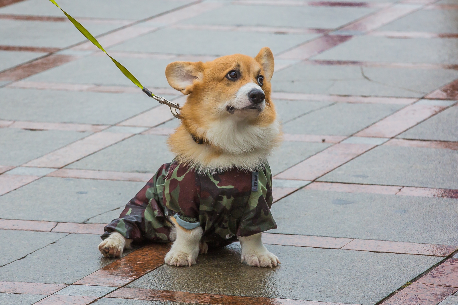 Дождь и мокрый снег ожидают москвичей Мария Смитюк, ИА PrimaMedia