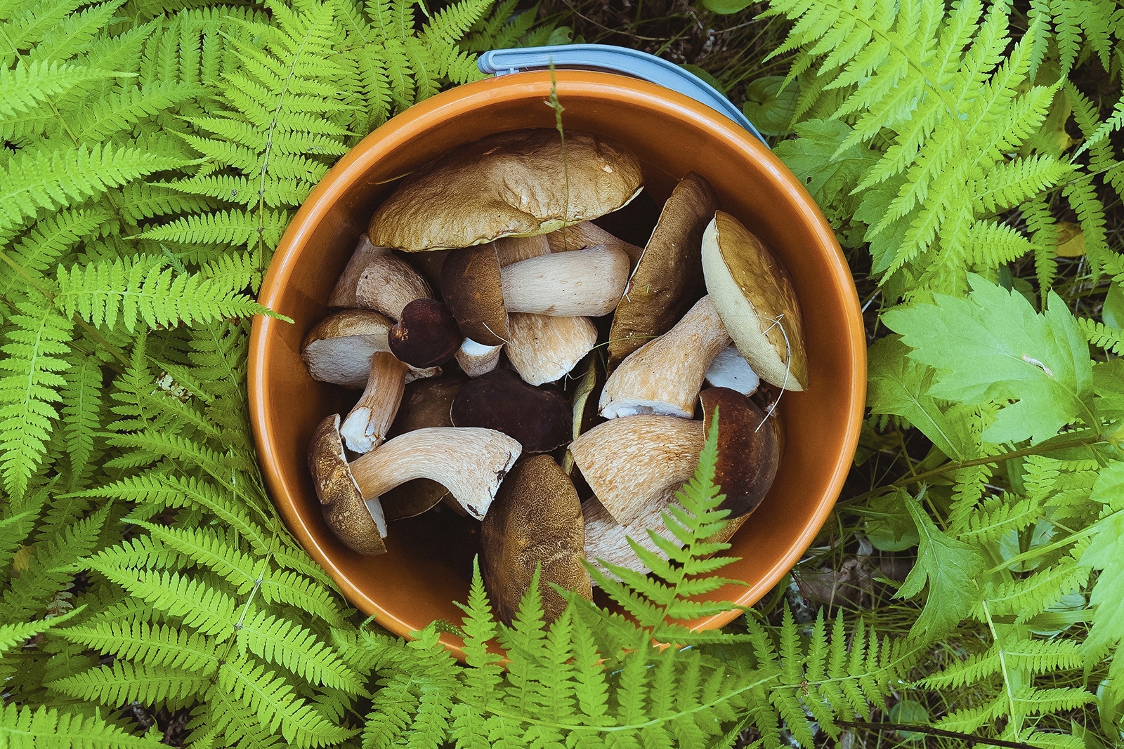 Грибы запрещено собирать в особо охраняемых зонах Мария Смитюк, ИА PrimaMedia