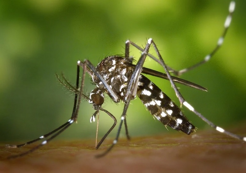 В Южной Америке вспышка желтой лихорадки pixabay.com