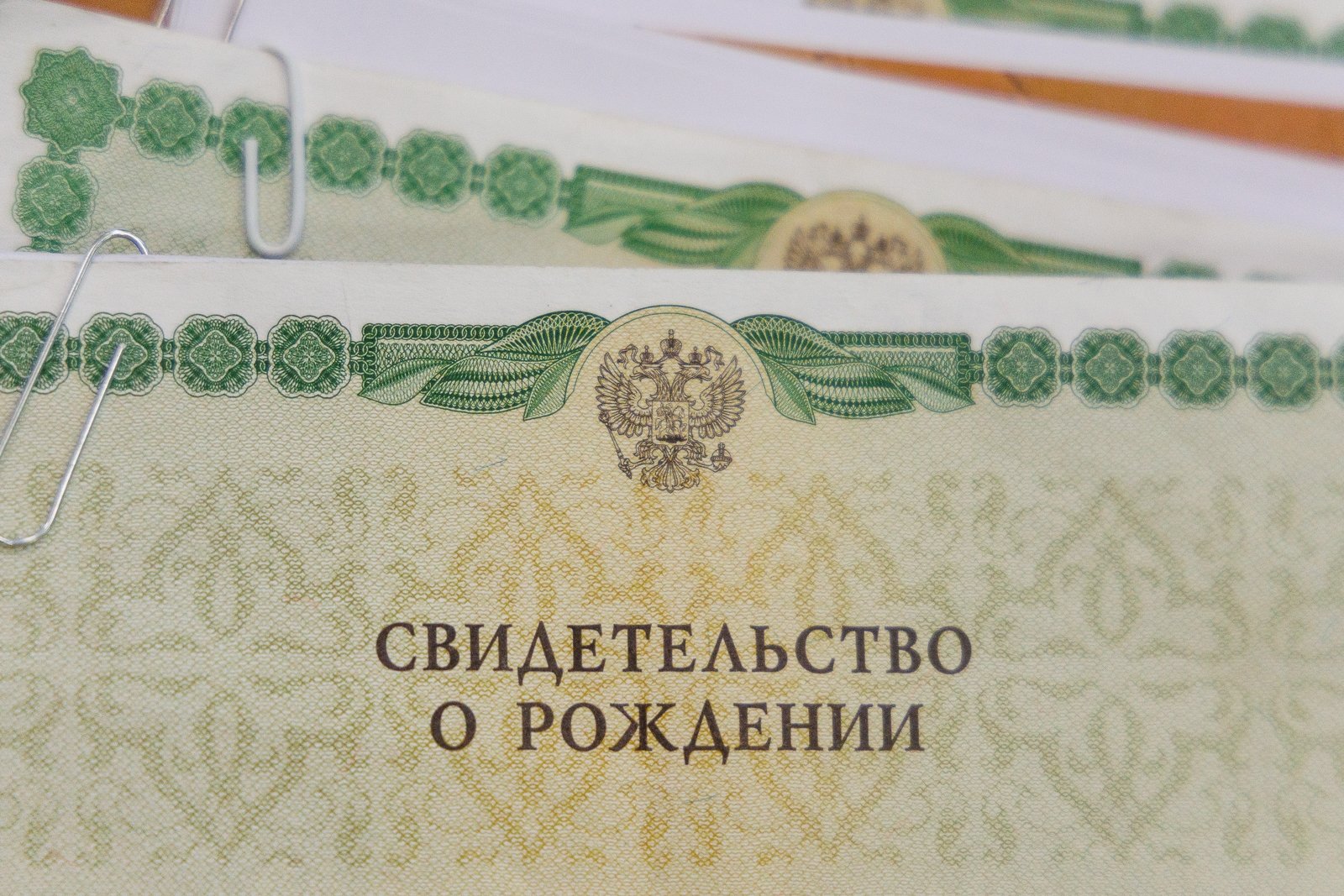 Свидетельство о рождении Евгений  Кулешов, ИА PrimaMedia.ru
