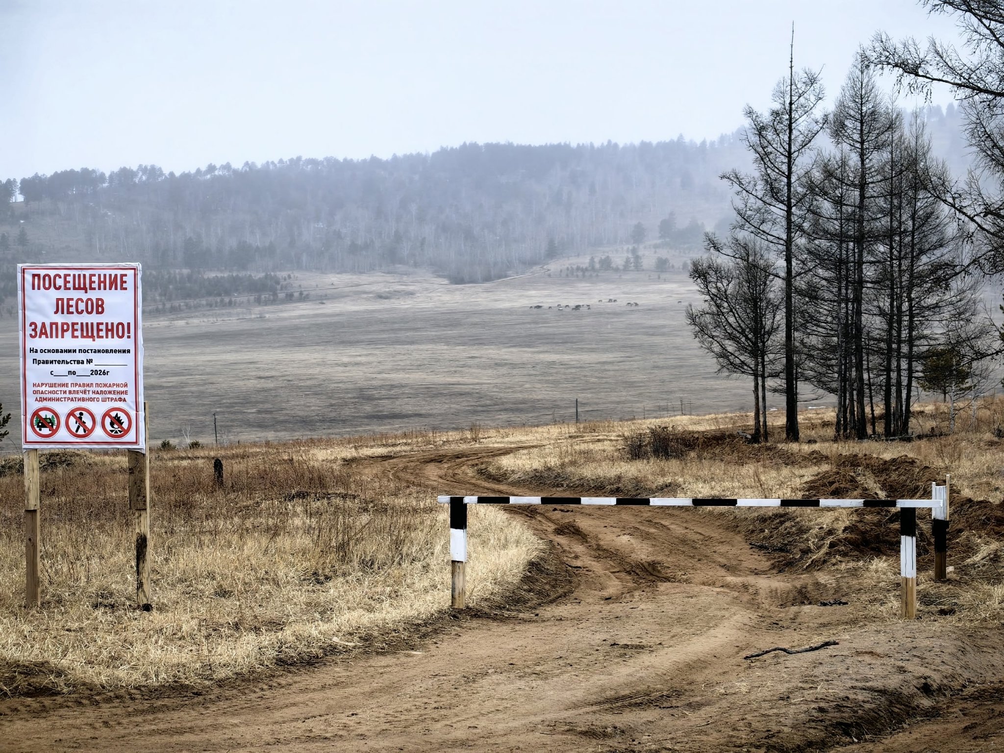 Лес Анета  Абрамченко, ИА ChitaMedia